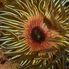 Rock pool wonderland